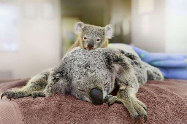 Yavru koala annesini bir an bile yalnız bırakmadı