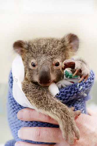 Yavru koala annesini bir an bile yalnız bırakmadı