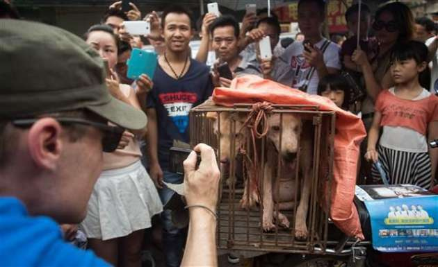 Tepkilere rağmen yapılan köpek yeme festivali