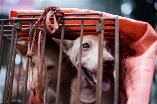 Tepkilere rağmen yapılan köpek yeme festivali