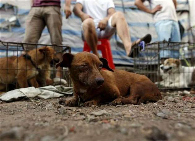 Tepkilere rağmen yapılan köpek yeme festivali