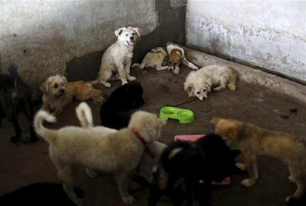 Tepkilere rağmen yapılan köpek yeme festivali