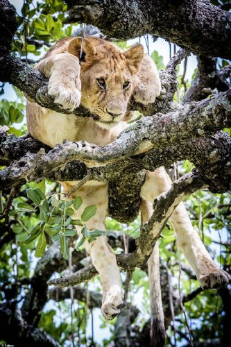 Kaçışı ağaca çıkmakta bulan aslanlar
