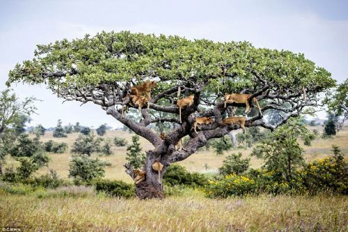 Kaçışı ağaca çıkmakta bulan aslanlar