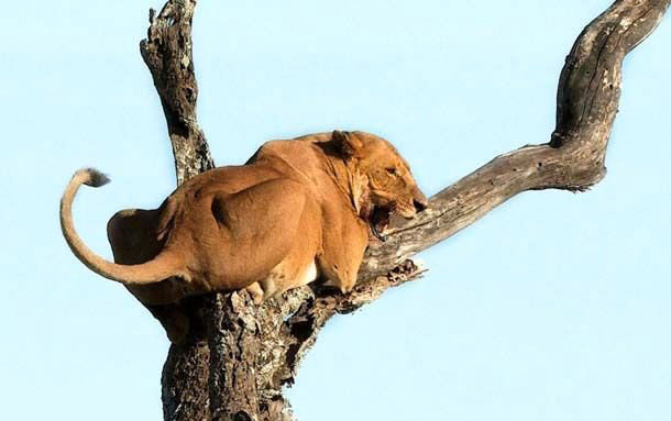 Filden kaçan aslan ağaca tırmandı