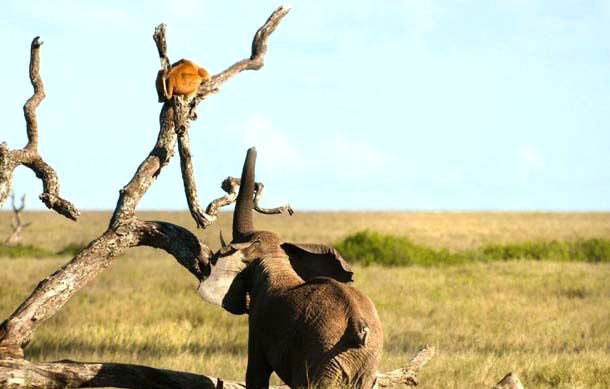 Filden kaçan aslan ağaca tırmandı