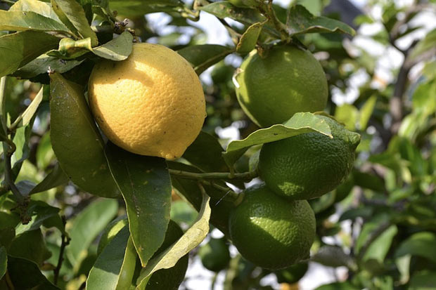 Limonun inanılmaz faydaları! Hem zayıflatıyor hem de...