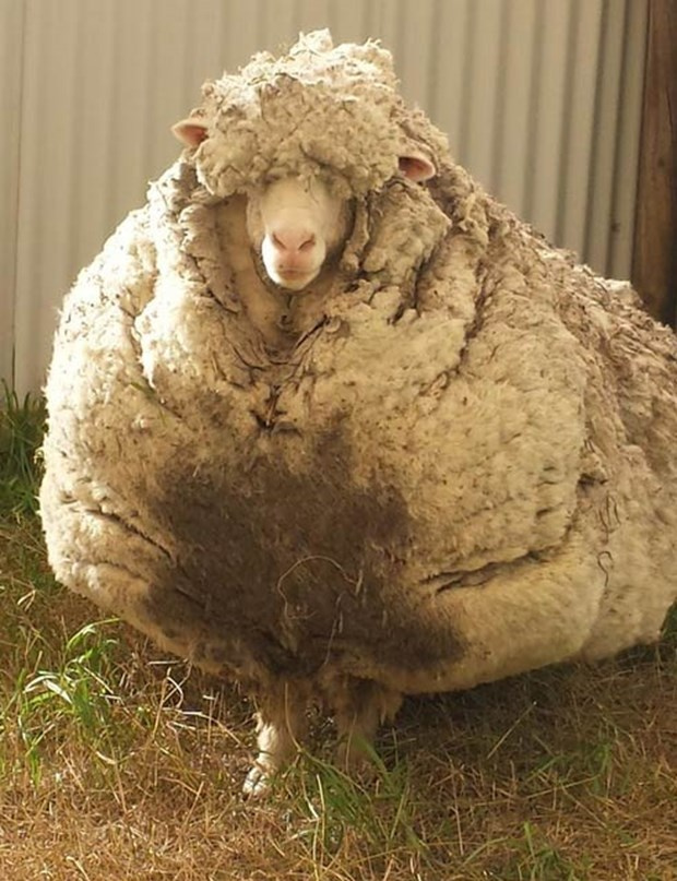 'Kaçak koyun' dünya rekoru kırdı