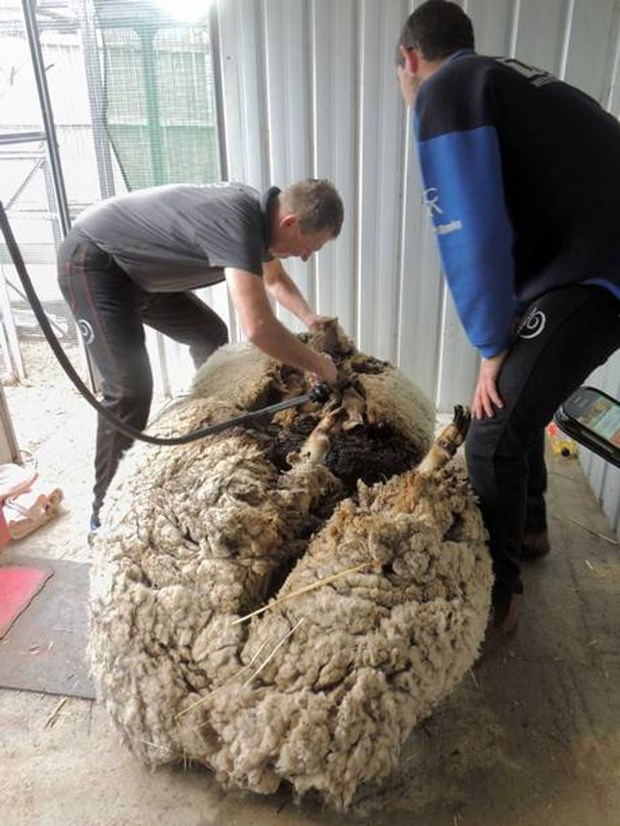 'Kaçak koyun' dünya rekoru kırdı