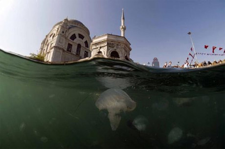 Bir balığın gözüyle İstanbul Boğazı