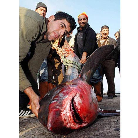 Sardalya yerine köpekbalığı!