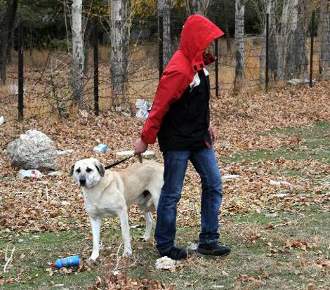 Kahraman bekçi köpeği