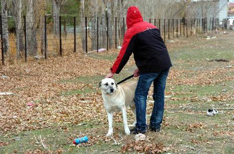 Kahraman bekçi köpeği