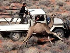 Avustralya'da deve terörü!