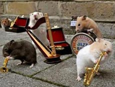Hamster orkestrası