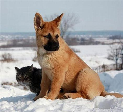 'Kedi köpek' gibi deyimine inat