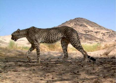 Doğa'nın en hızlıları