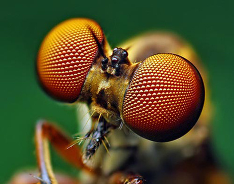 Dünyanın en güzel sineği
