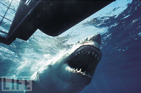 İşte köpekbalığı gerçeği - Internet Haber
