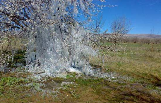 Kayısı ağacı güneşli havada buz tuttu