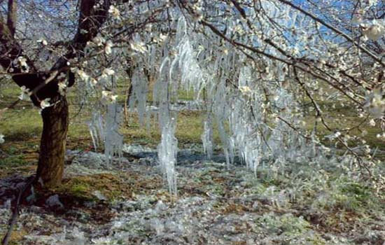 Kayısı ağacı güneşli havada buz tuttu