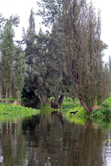 Lanetli oyuncak bebeklerin adası