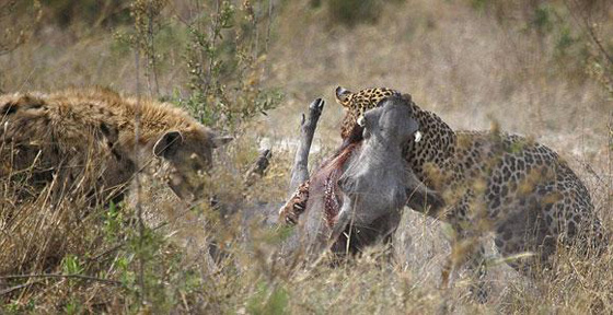 Leoparla yaban domuzu kapıştı!