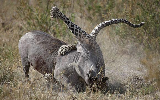 Leoparla yaban domuzu kapıştı!