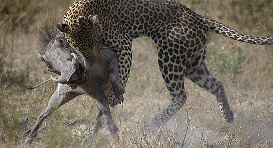 Leoparla yaban domuzu kapıştı!