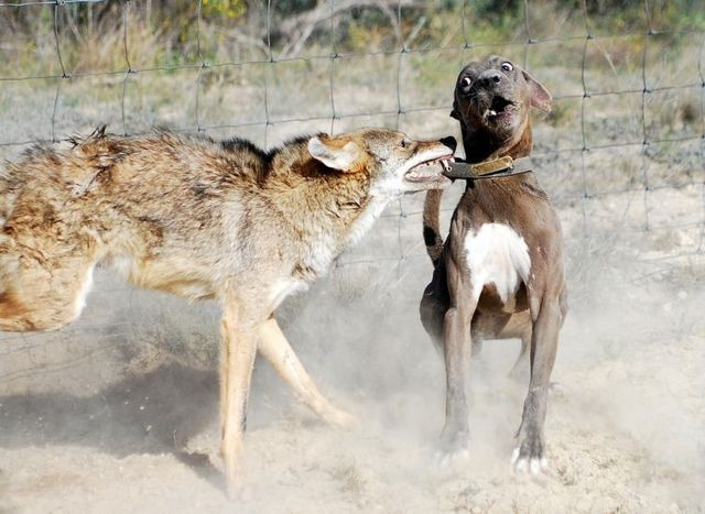 Kurt köpeği böyle madara etti!