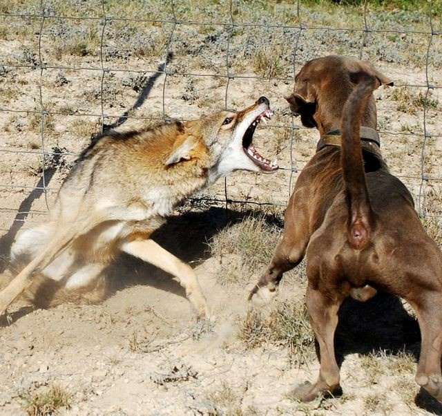 Kurt köpeği böyle madara etti!