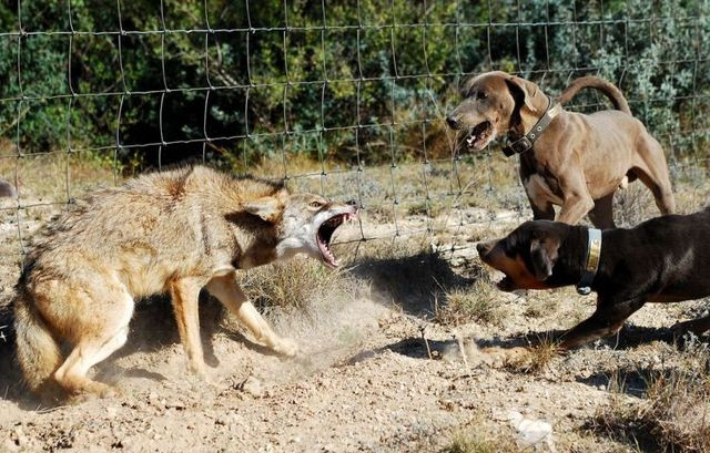 Kurt köpeği böyle madara etti!