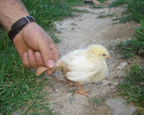 Bu civcivin kuyruğunda eli var!