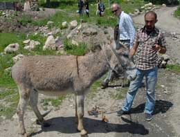 Hakkari'de katil eşek tutuklandı