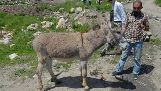 Hakkari'de katil eşek tutuklandı