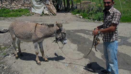 Hakkari'de katil eşek tutuklandı