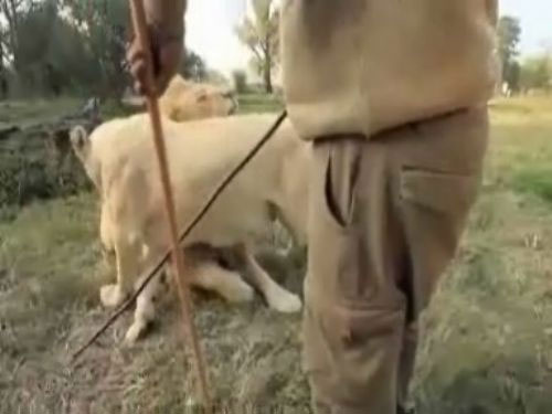 Vahşi Kedi'ler bu adama birşey yapamıyor!