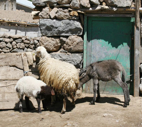 Kendini koyun sanan sıpa!