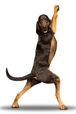 Bu köpekler yoga yapıyor