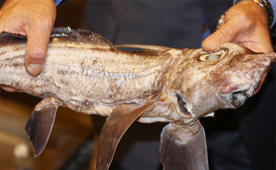 Marmara'dan çıkan tuhaf balık