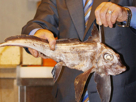 Marmara'dan çıkan tuhaf balık