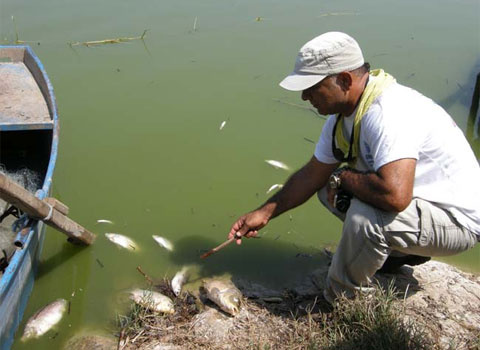 Azap gölünde canlılar ölüyor