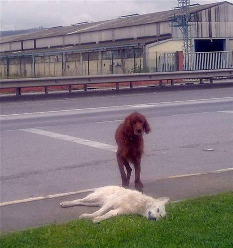 Köpeğin vefası görenleri şaşırttı