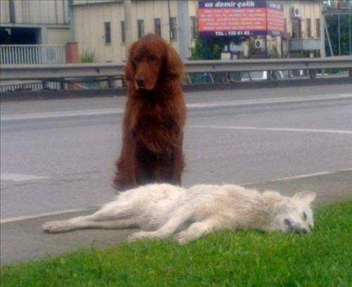 Köpeğin vefası görenleri şaşırttı