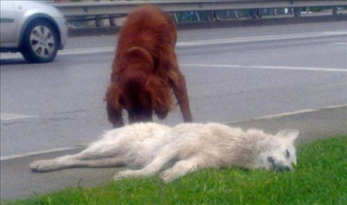 Köpeğin vefası görenleri şaşırttı