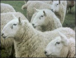 Koyunlarda meğer sürü içgüdüsü yokmuş