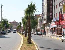 Arnavutköy palmiye ağaçlarıyla güzelleşti