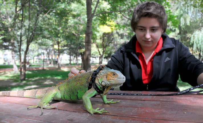 1 metrelik 'iguana'yla parkta dolaşıyor 