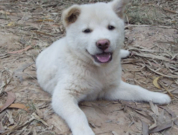 Komşusunun köpeğinin penisini kesti