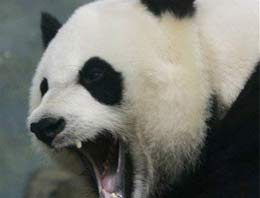Çin'de pandalar tekrar sayılıyor